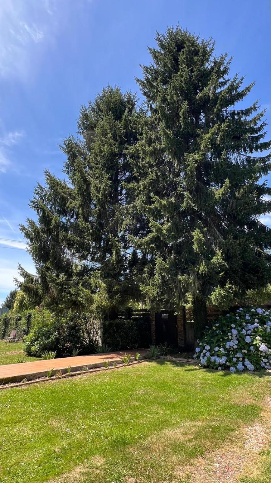 Twin Pines Camino Norte Arzúa Екстериор снимка
